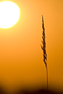 Sun lit grass