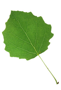 TRU-Leaf-Placeholder