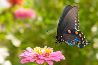 Take Flight Butterfly Release 2020