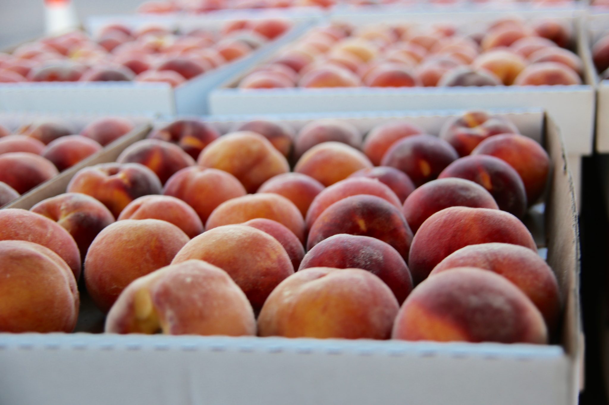 2021 Palisade Peach Sale Information